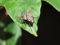 Microphthalma europaea