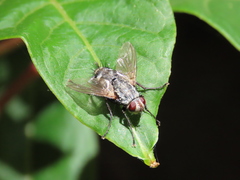 Microphthalma europaea