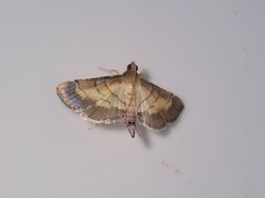 Cnaphalocrocis trebiusalis