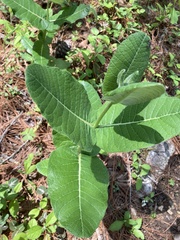 Asclepias otarioides
