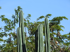 Cereus hexagonus
