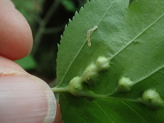 Dasineura crataegibedeguar