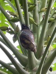 Archachatina marginata