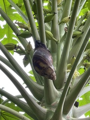 Archachatina marginata