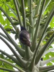 Archachatina marginata