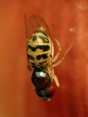 Mycodrosophila claytonae