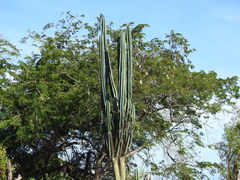 Cereus hexagonus
