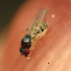 Mycodrosophila claytonae