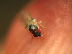 Mycodrosophila claytonae