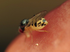 Mycodrosophila claytonae
