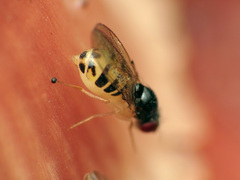 Mycodrosophila claytonae
