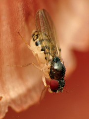 Mycodrosophila claytonae