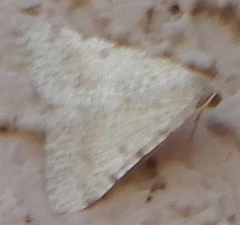 Digrammia pallidata