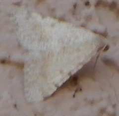 Digrammia pallidata