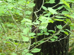 Dasineura crataegibedeguar