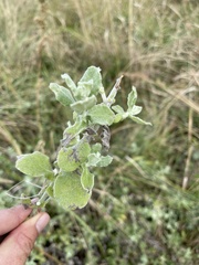 Helichrysum panduratum panduratum