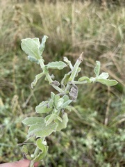 Helichrysum panduratum panduratum