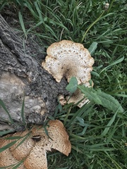 Cerioporus squamosus