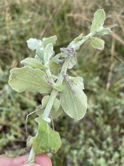 Helichrysum panduratum panduratum
