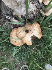 Cerioporus squamosus