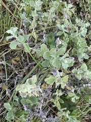 Helichrysum panduratum panduratum
