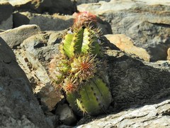 Melocactus harlowii