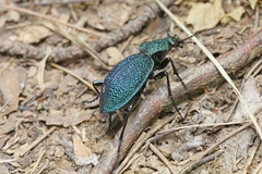 Carabus scabrosus tauricus