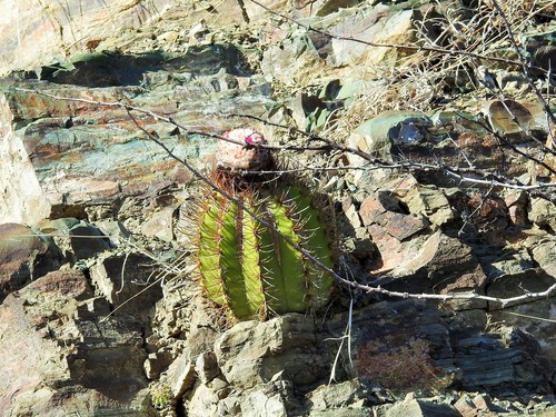 Melocactus harlowii
