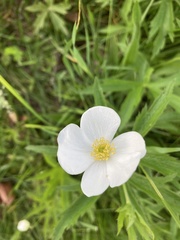 Anemonastrum canadense