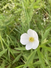Anemonastrum canadense
