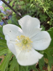 Anemonastrum canadense