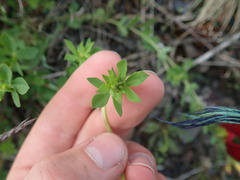 Lotus corniculatus corniculatus