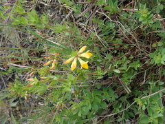 Lotus corniculatus corniculatus