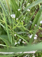 Galium obtusum