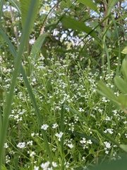 Galium obtusum