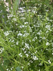 Galium obtusum