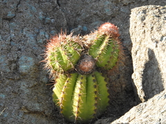 Melocactus harlowii