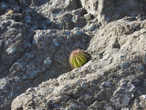 Melocactus harlowii