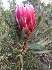 Protea × hybrida