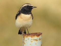 Pied Wheatear photo 4