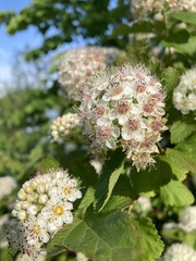 Physocarpus opulifolius