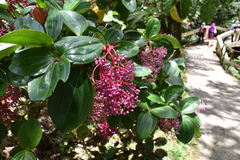 Medinilla speciosa