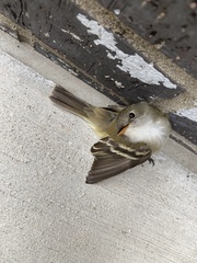 Empidonax