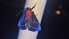 Toccolosida rubriceps