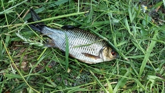 Scardinius hesperidicus