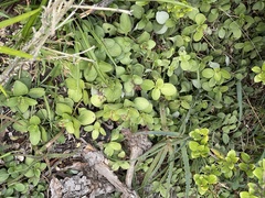 Crassula multicava multicava