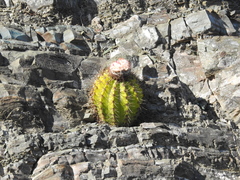 Melocactus harlowii