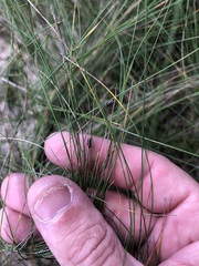 Eleocharis tenuis verrucosa