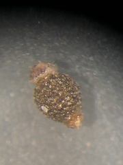 Eleocharis tenuis verrucosa