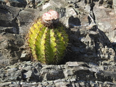 Melocactus harlowii